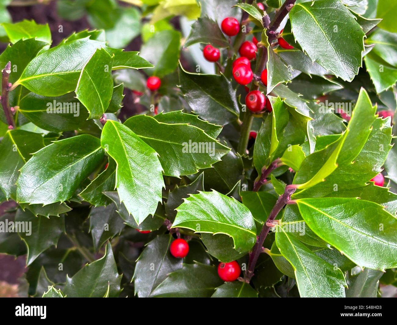 Pianta Holly e bacche rosse. Foto Stock