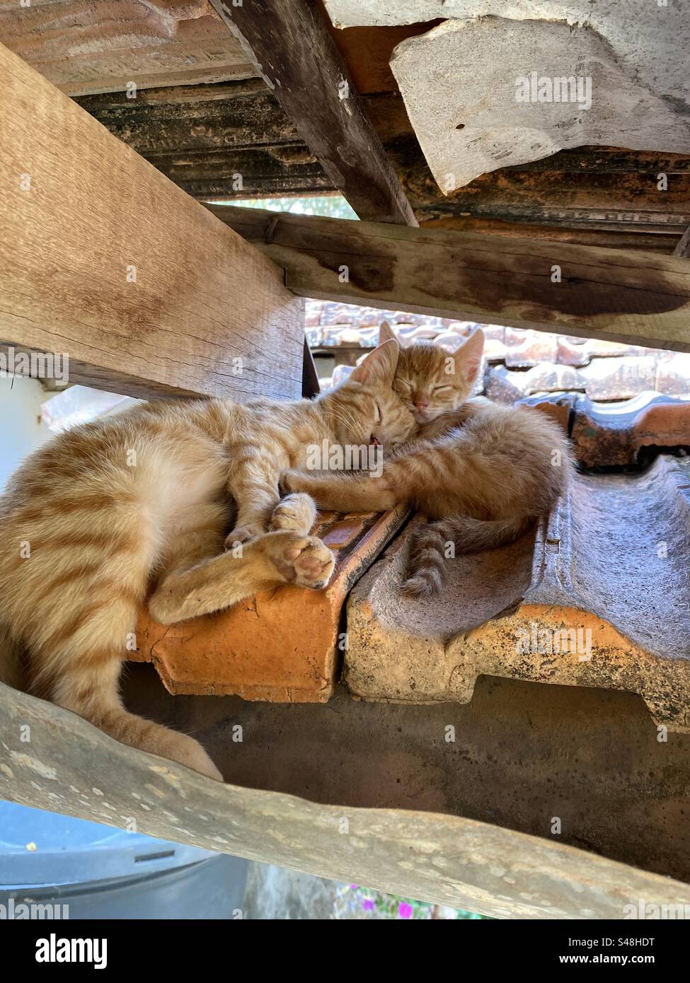 Una foto di due gattini sul tetto di una fattoria Foto Stock