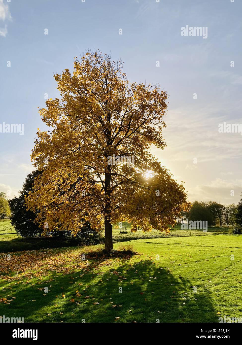 Un albero di tulipano in pieno autunno nell'East Sussex a novembre Foto Stock