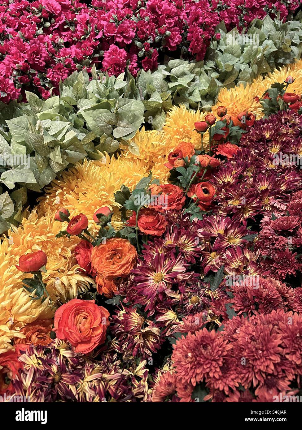 Giardino di fiori autunnale con tazze, crisantemi e piante verdi Foto Stock