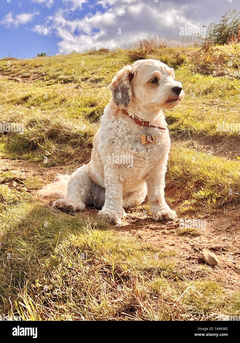 Il dolce cane cavapoo bianco si siede su un tumulo erboso in estate e sembra premuroso Foto Stock