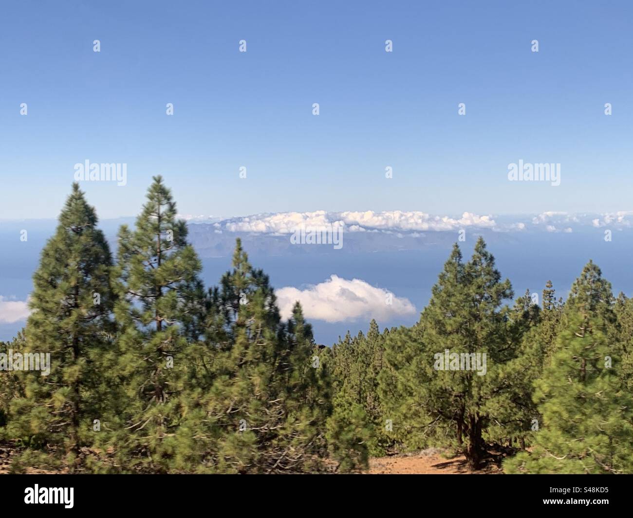 Pini nel parco nazionale del Teide con la Gomera sullo sfondo - Immagine stock catturata con smartphone