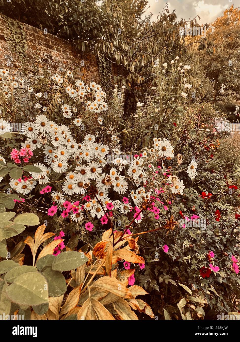 Fiori di autunno Foto Stock