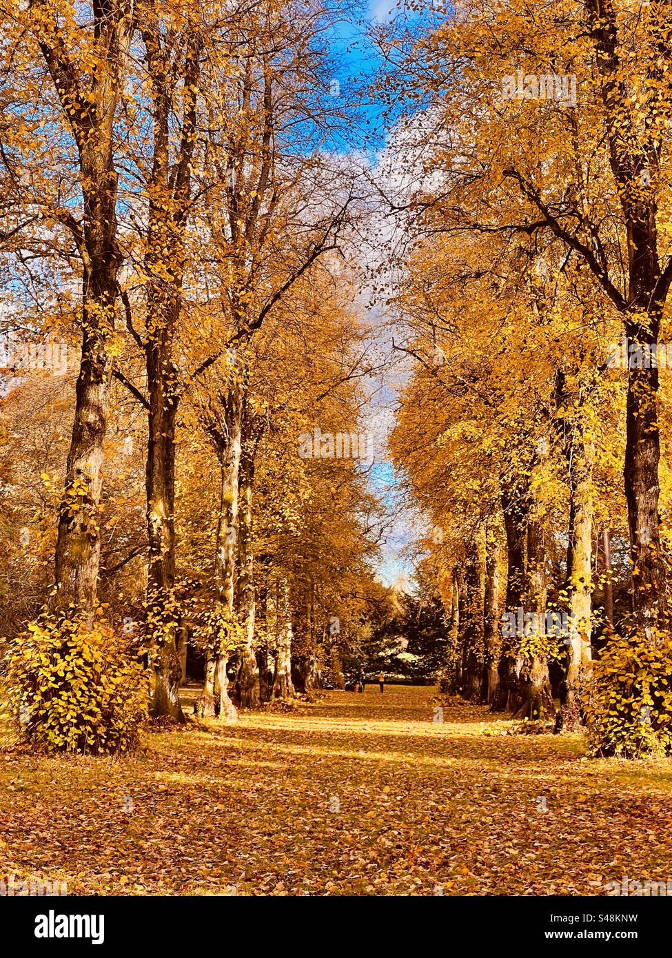 Magica come Tree avenue nei colori autunnali all'arboreto Westonbirt in autunno Foto Stock