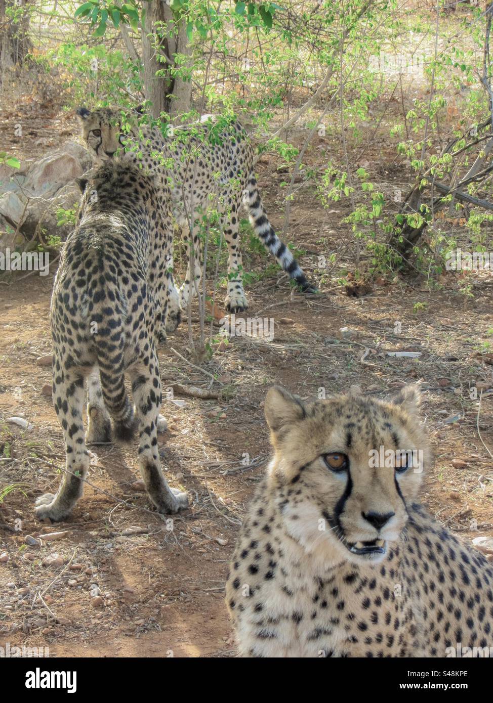 Ghepardi all'Otjitotongwe Cheetah Park in Namibia, Africa Foto Stock