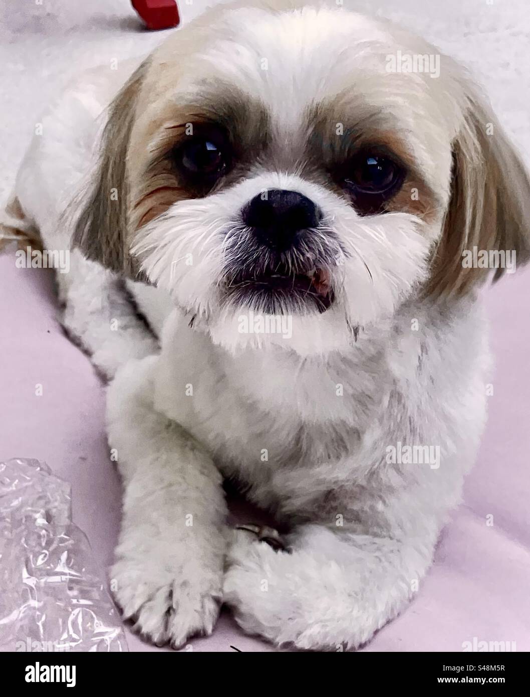 Una foto di un cucciolo ha affrontato Shih Tzu - Immagine stock catturata con smartphone