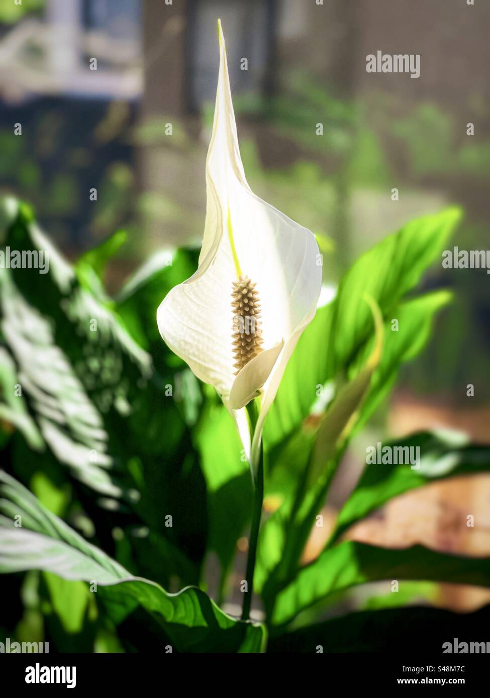 Pianta da fiore Peace Lily/Spathiphyllum all'interno, contro la vista dalla finestra. Concentrati sul primo piano. Foto Stock