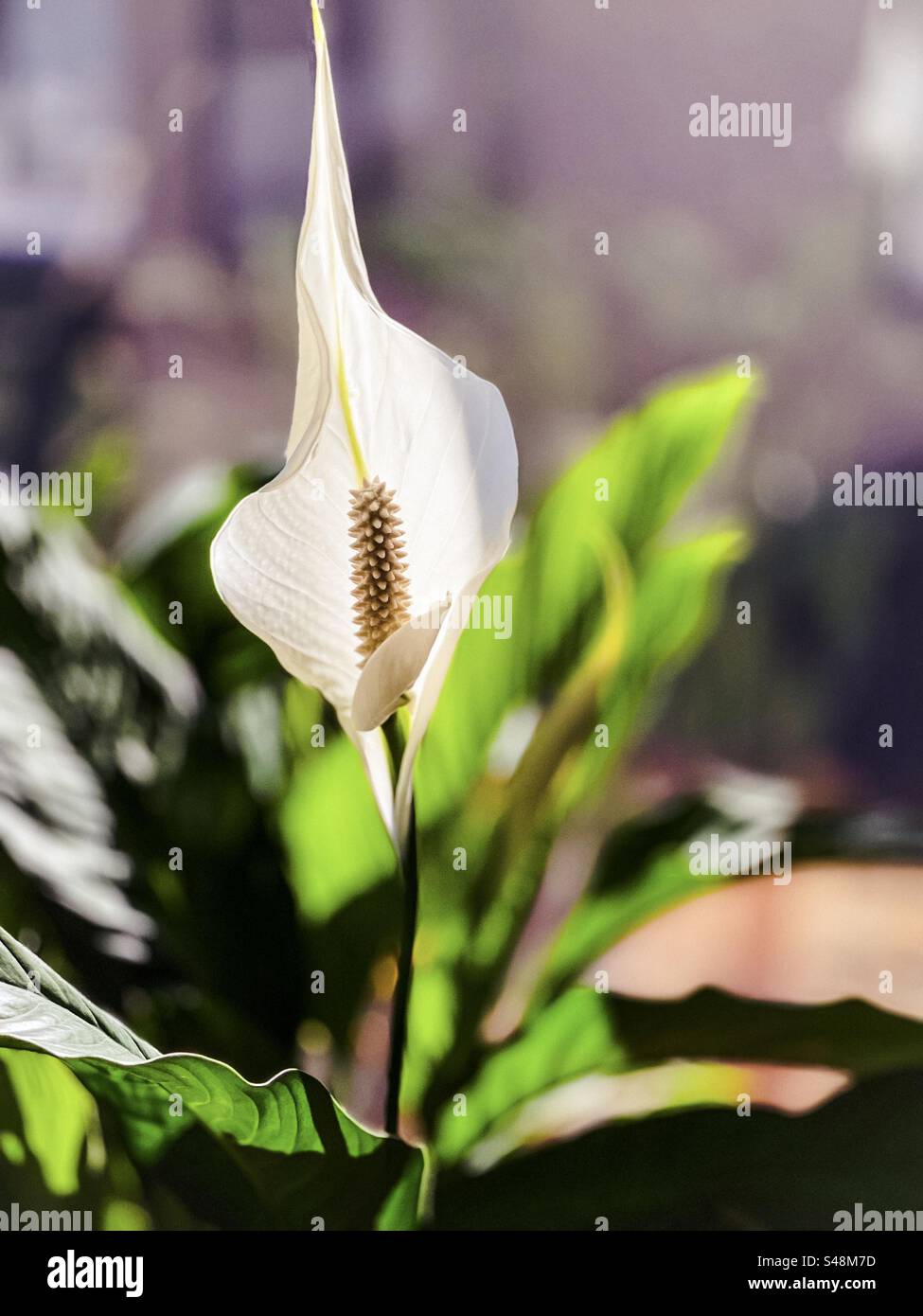 Pianta da fiore Peace Lily/Spathiphyllum all'interno, contro la vista dalla finestra. Concentrati sul primo piano. Foto Stock