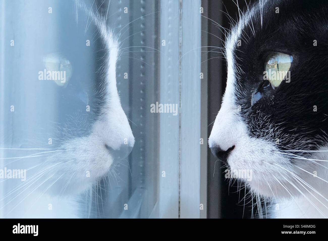Primo piano di un gatto bianco e nero che guarda il suo riflesso in una finestra Foto Stock