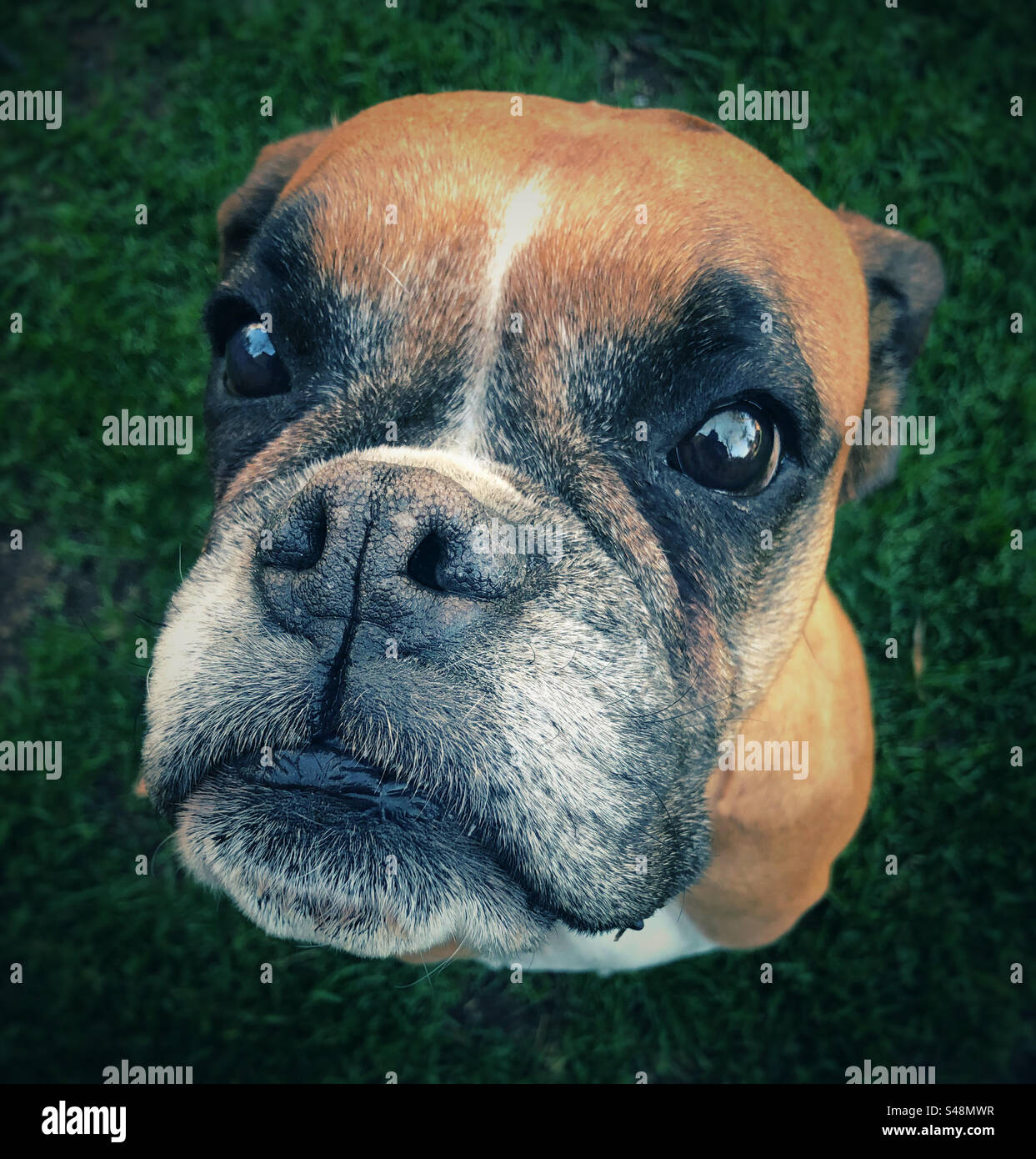 Cane pugile Fawn che guarda amorevolmente il suo proprietario - Immagine stock catturata con smartphone