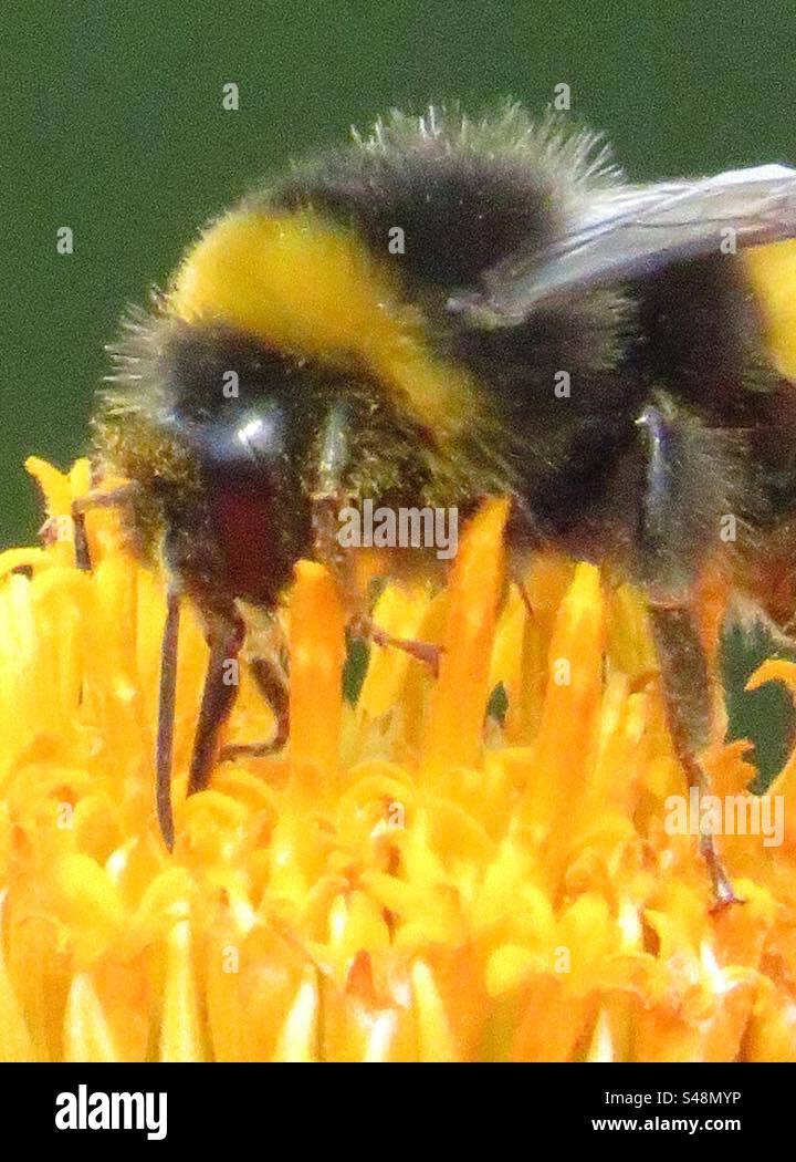 Bee Foto Stock
