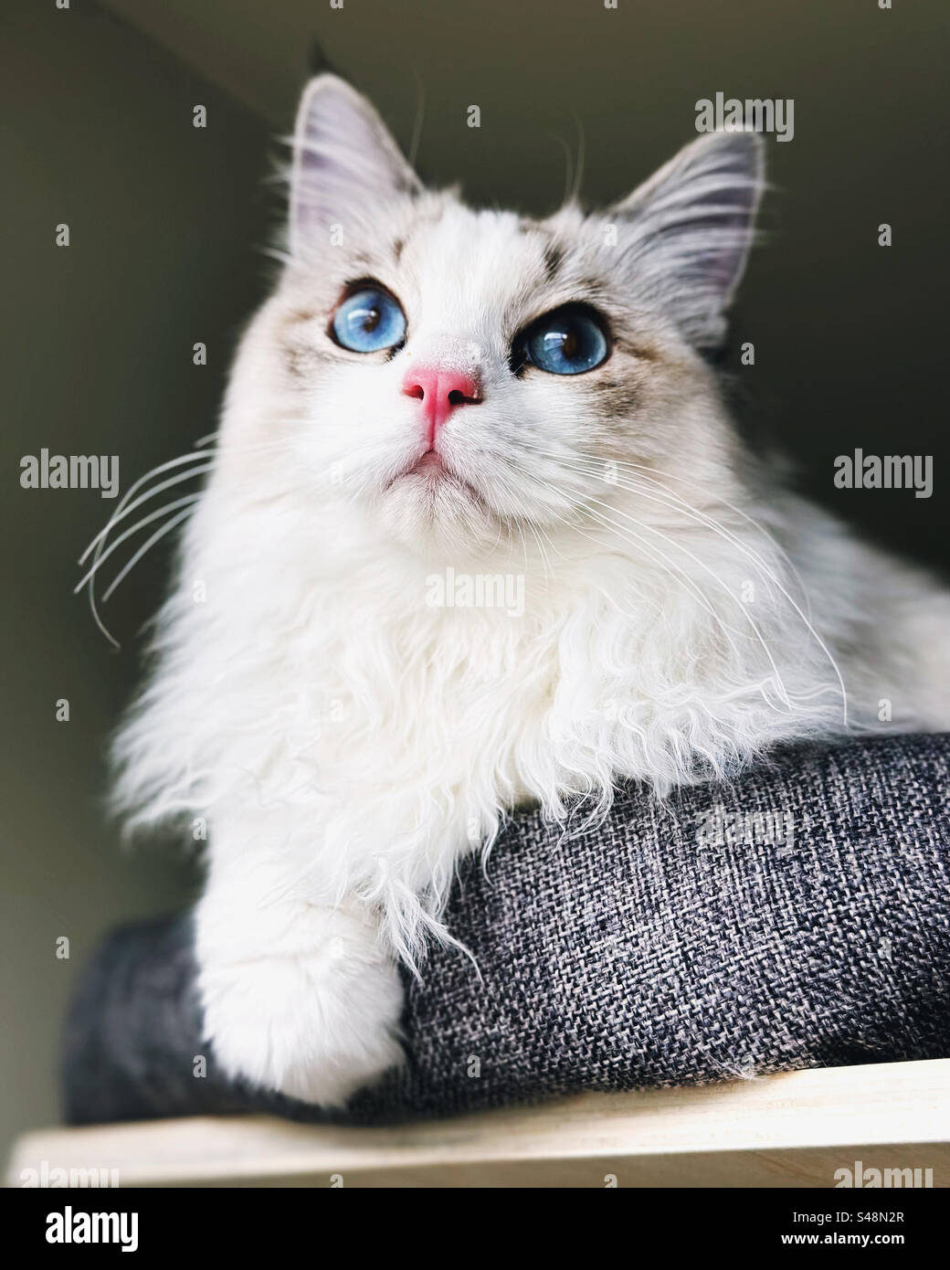 Bellissimo gattino Ragdoll con occhi blu Foto Stock
