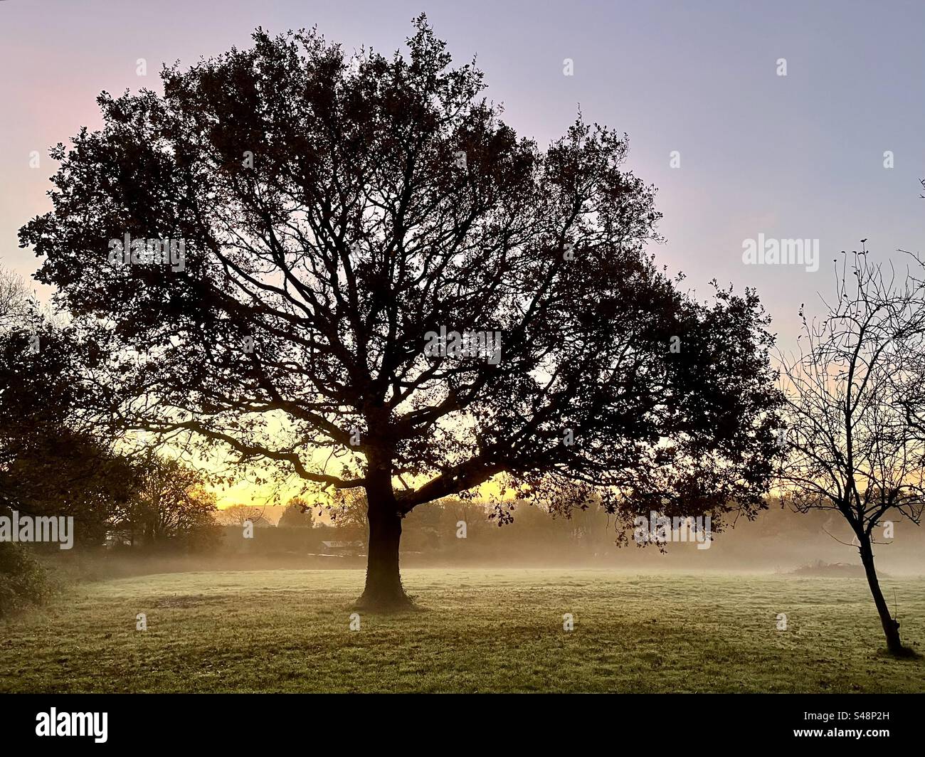 Un albero di quercia sessile (europeo) nella nebbia mattutina di novembre nel sud dell'Inghilterra Foto Stock