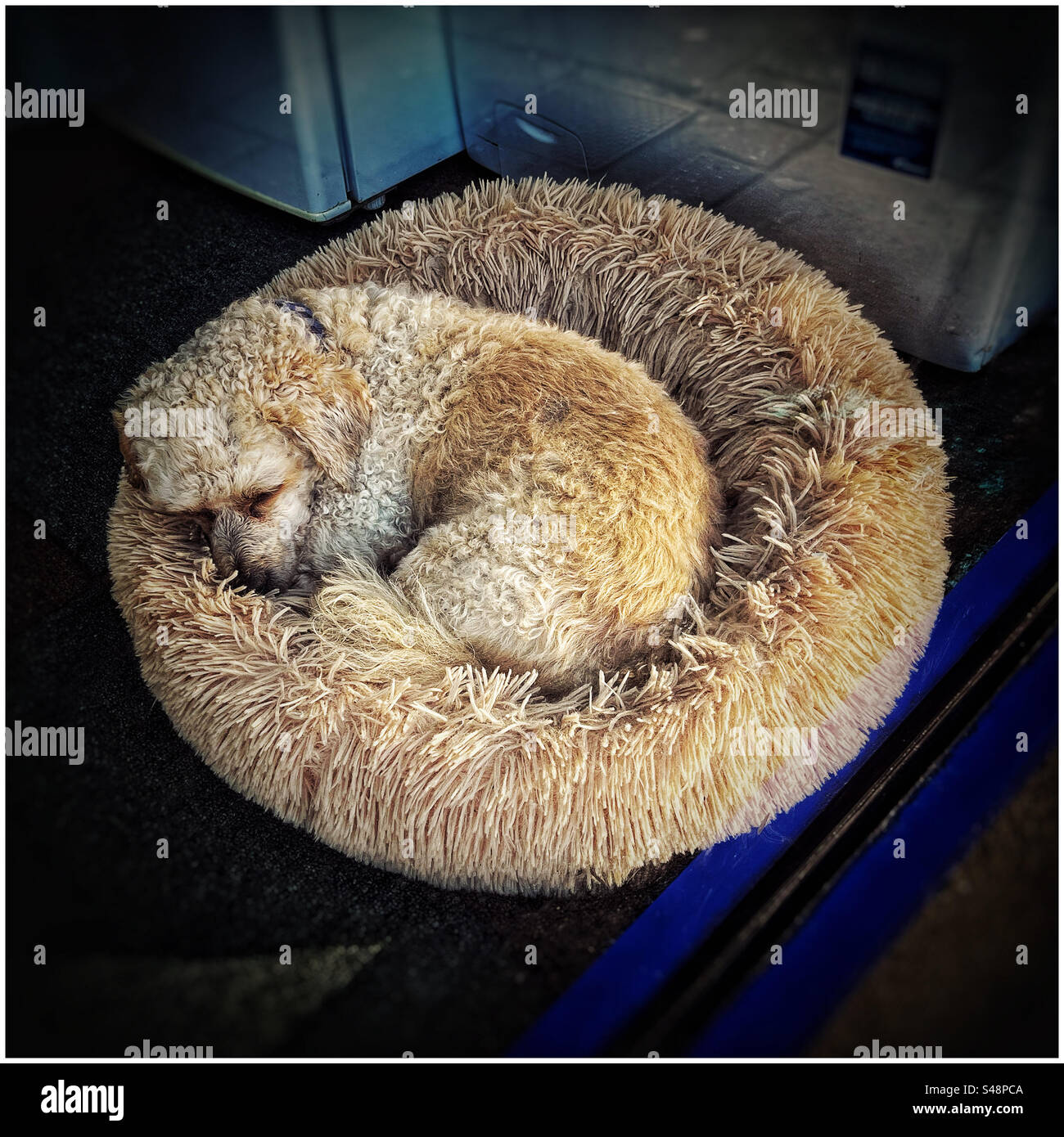 Il cane si è arricciato nel suo letto Foto Stock