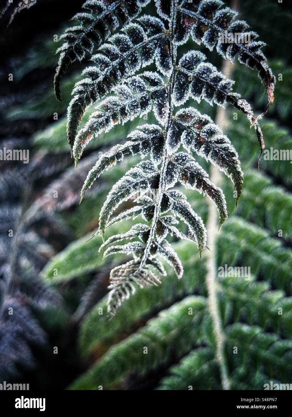 Frosty Fern frond Foto Stock