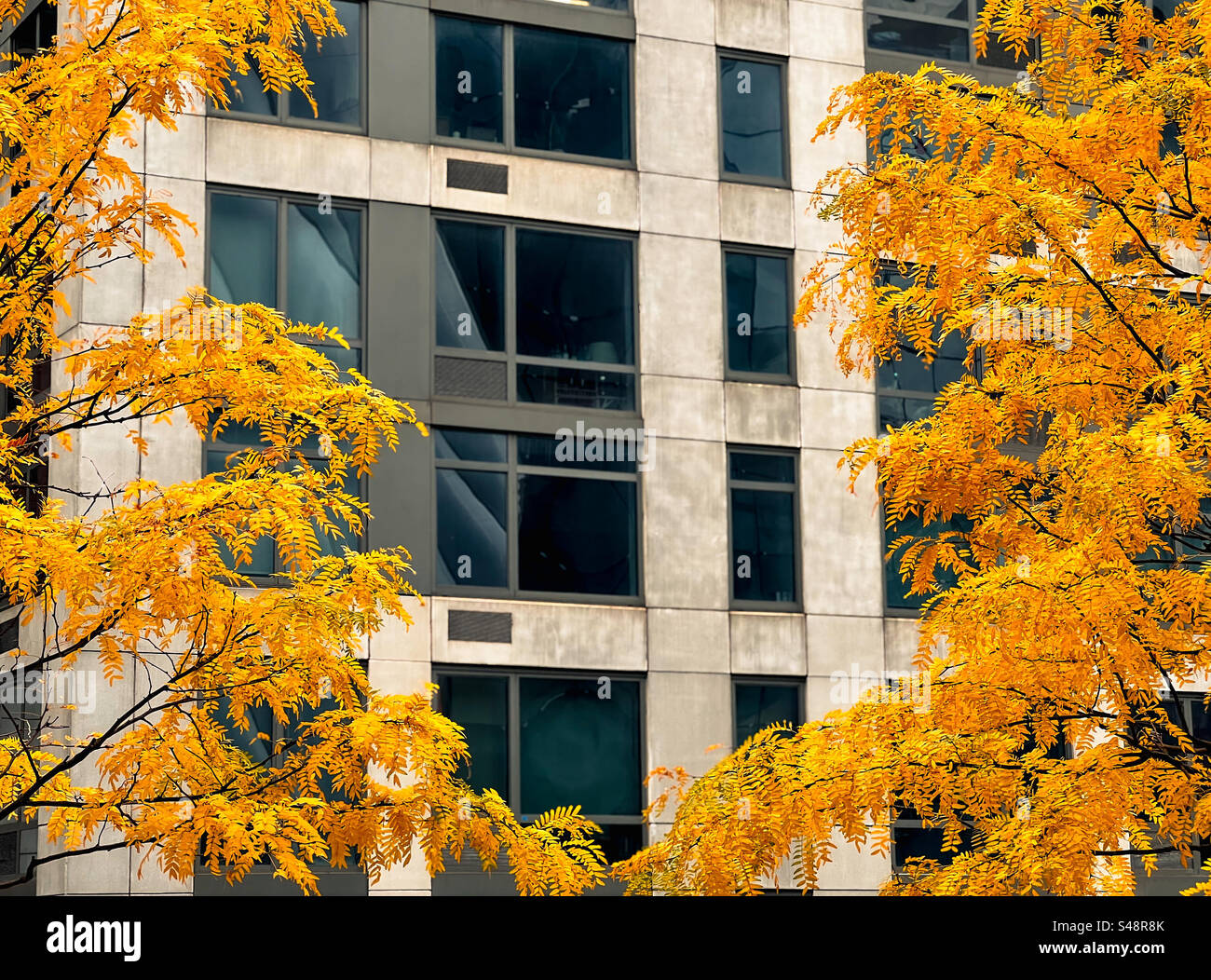 Foglie autunnali e moderno edificio di uffici a Hudson Yards a Manhattan, New York. Foto Stock