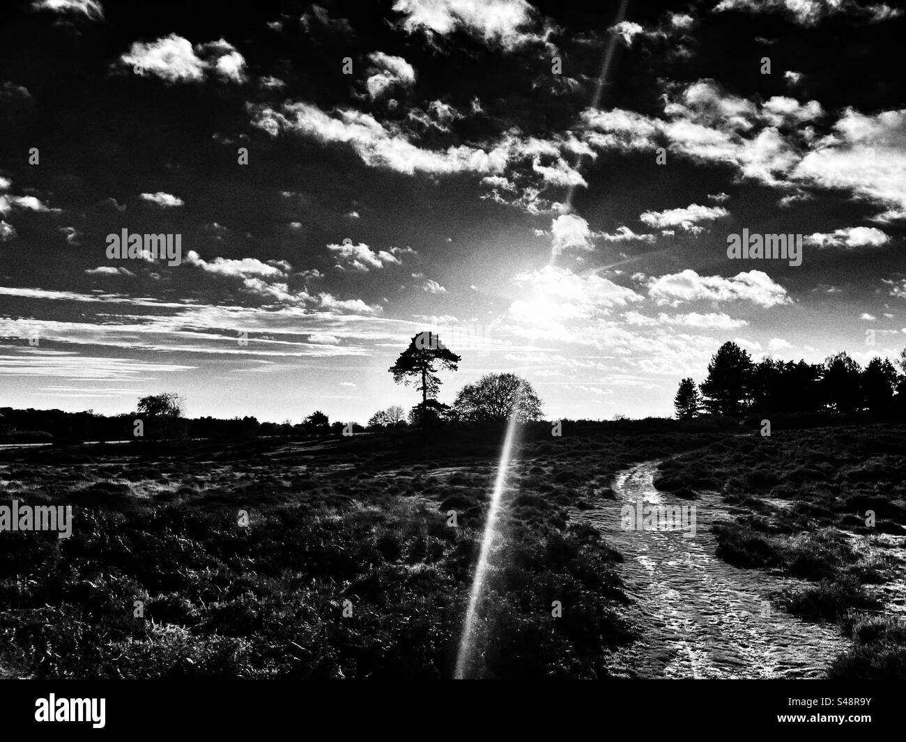 Sutton Heath Suffolk REGNO UNITO - Immagine stock catturata con smartphone