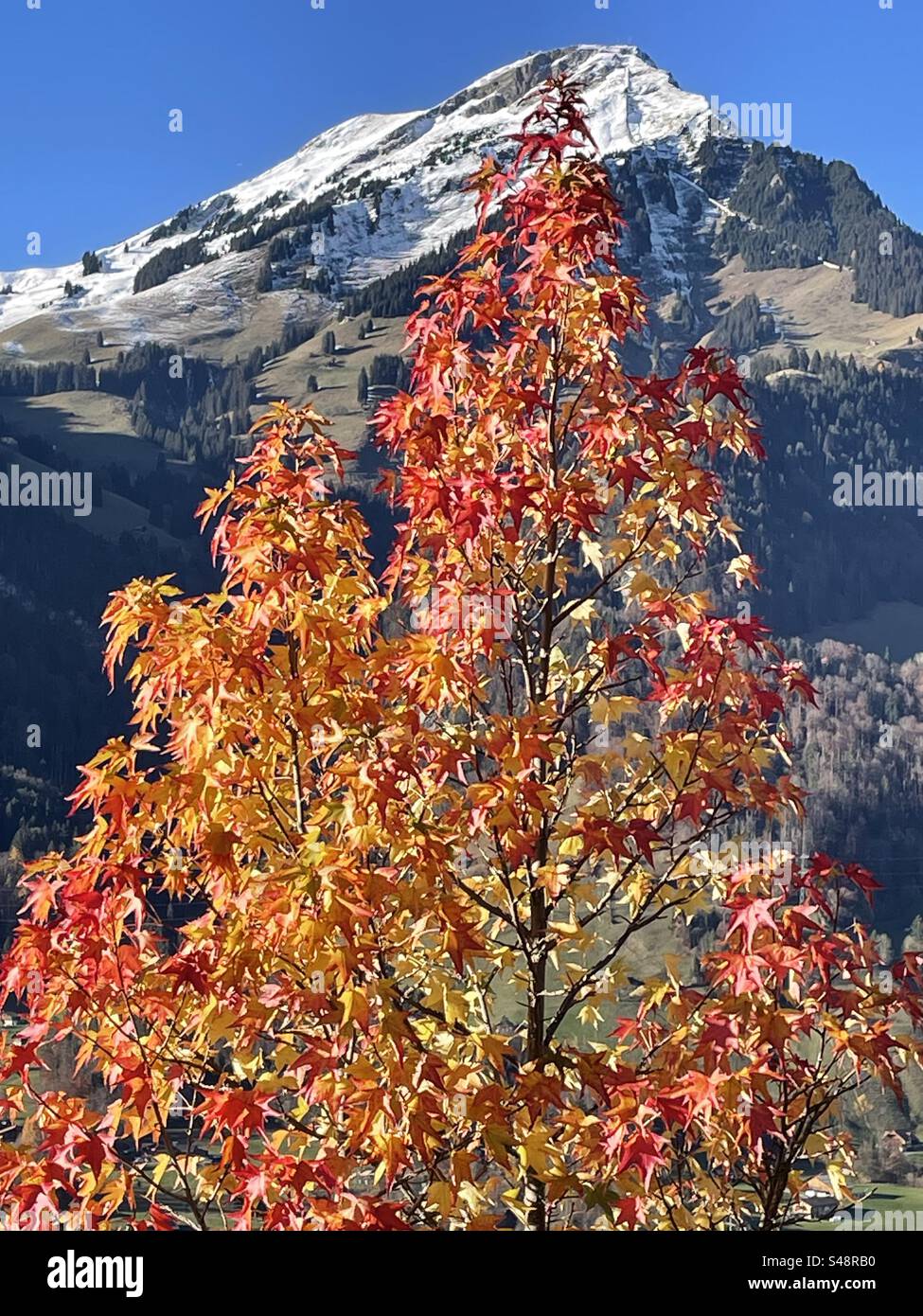 Albero d'acero di montagna nei colori autunnali con il monte Niesen, Kandertal, Scharnachtal, Svizzera Foto Stock