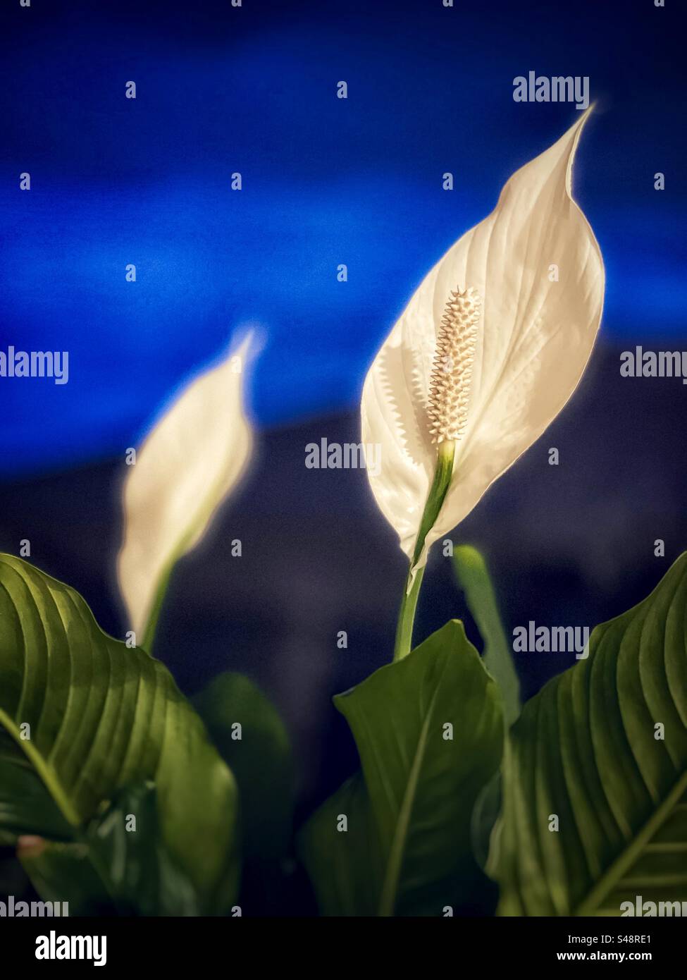 Due fiori di piante da casa e fiori di Spathiphyllum wallisii contro la finestra con vista del cielo blu all'ora blu. Foto Stock