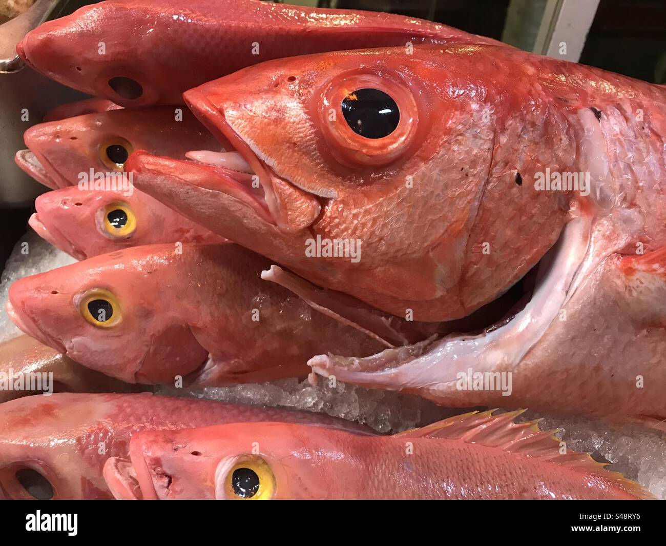 Pesce di lutillo rosso intero esposto in vendita Foto Stock