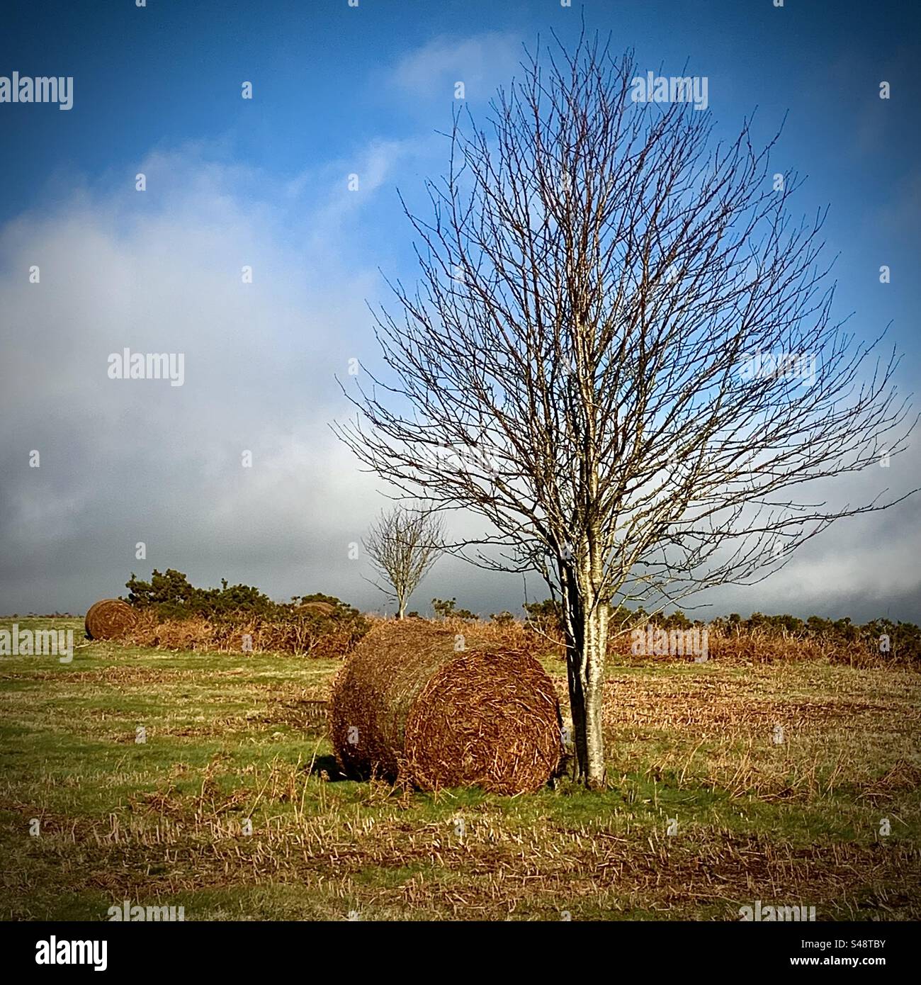 Albero autunnale che ha sparso le foglie accompagnato da una balla solitaria di fieno Foto Stock