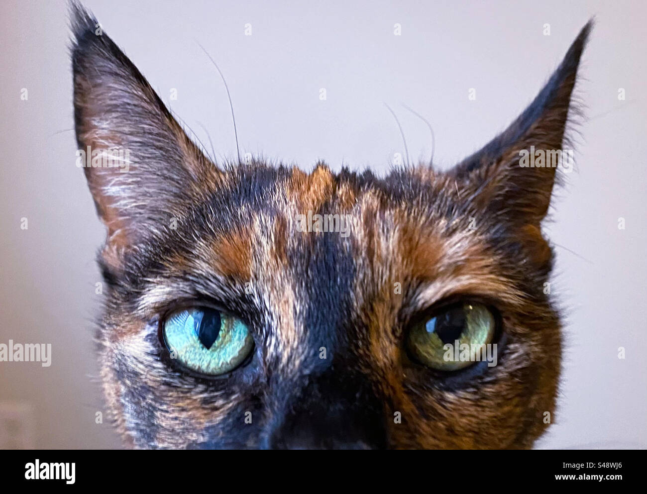 Primo piano degli occhi verdi di gatto Foto Stock