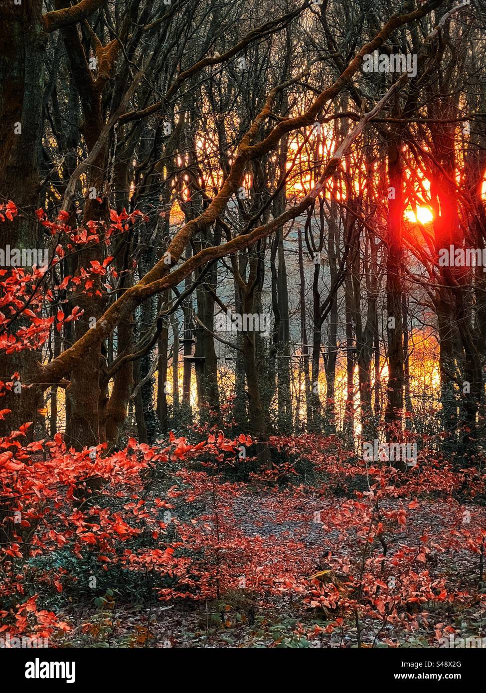 Tramonto tra gli alberi a Rivington con foglie autunnali in primo piano. Foto Stock