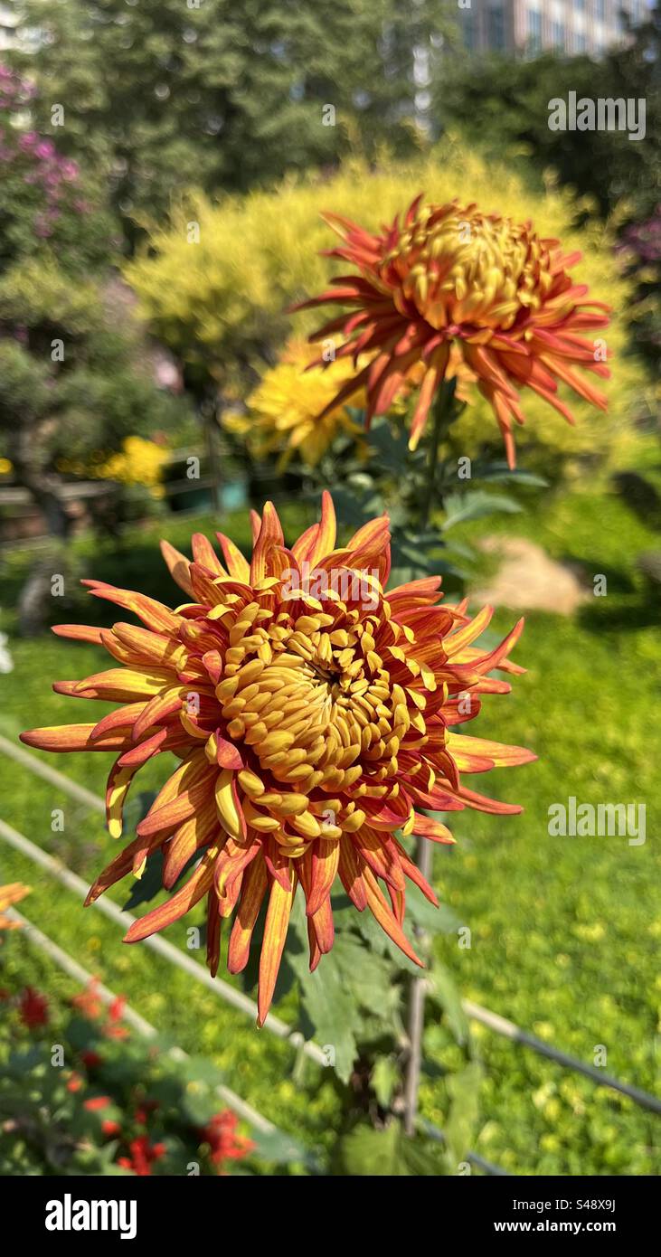 Primo piano di vivaci crisantemi arancioni e gialli alla mostra Yangcheng Chrysanthemum di Guangzhou, con splendidi petali e ricchi colori Foto Stock