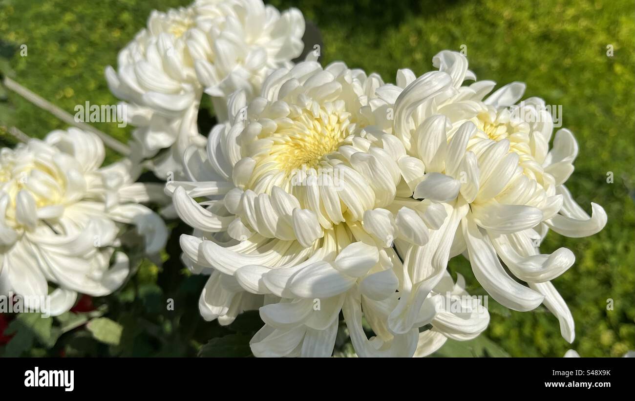 Un primo piano di eleganti crisantemi bianchi, con intricati petali e un centro giallo morbido, che catturano la bellezza pura e delicata dei fiori invernali. - Immagine stock catturata con smartphone