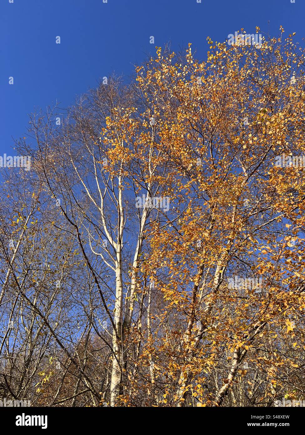 Le ultime foglie di autunno Foto Stock