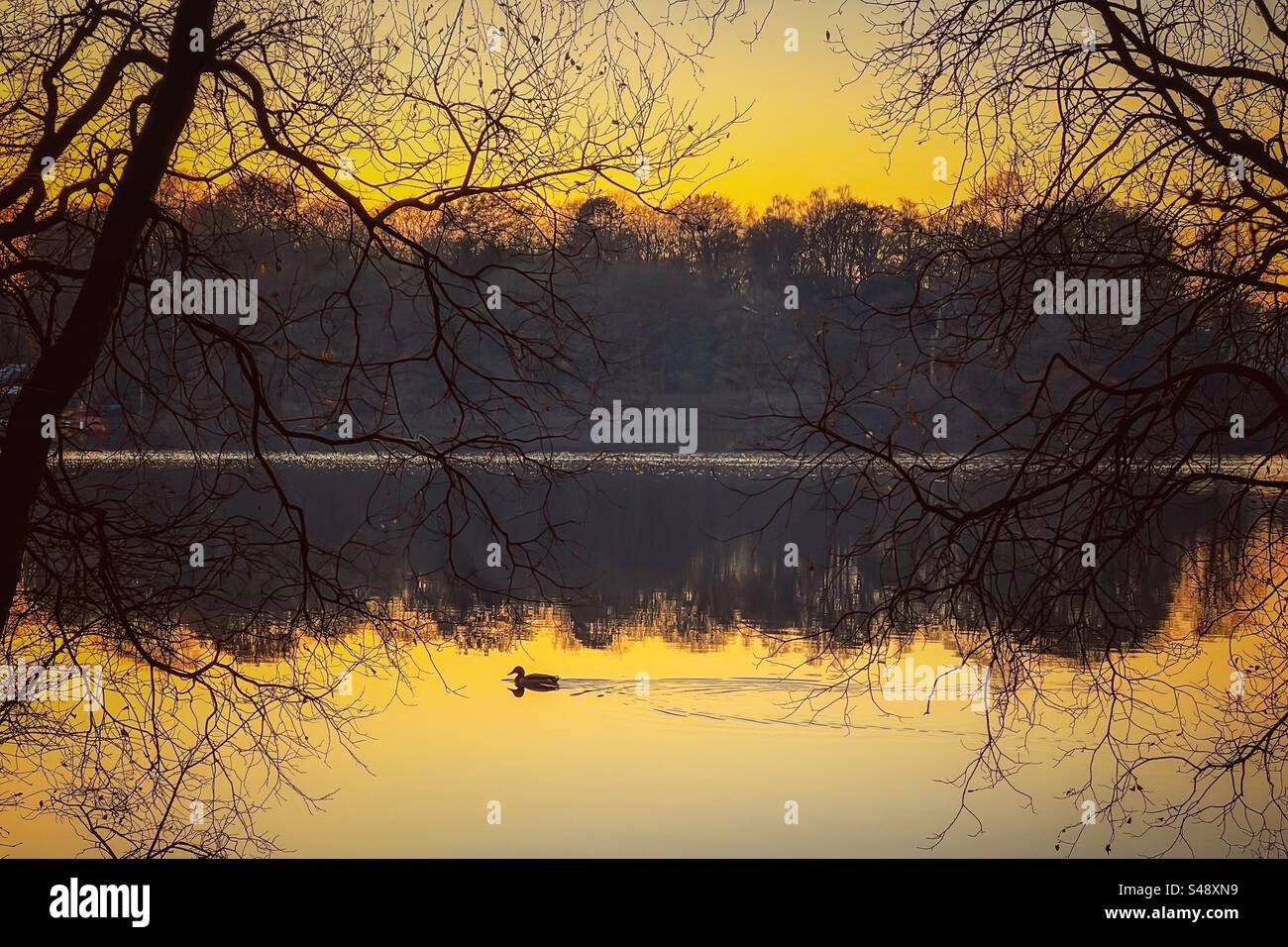 Un'anatra che scivola lungo l'acqua ferma del bacino idrico di Rivington al tramonto. Rivington vicino a Chorley nel Lancashire. Foto Stock