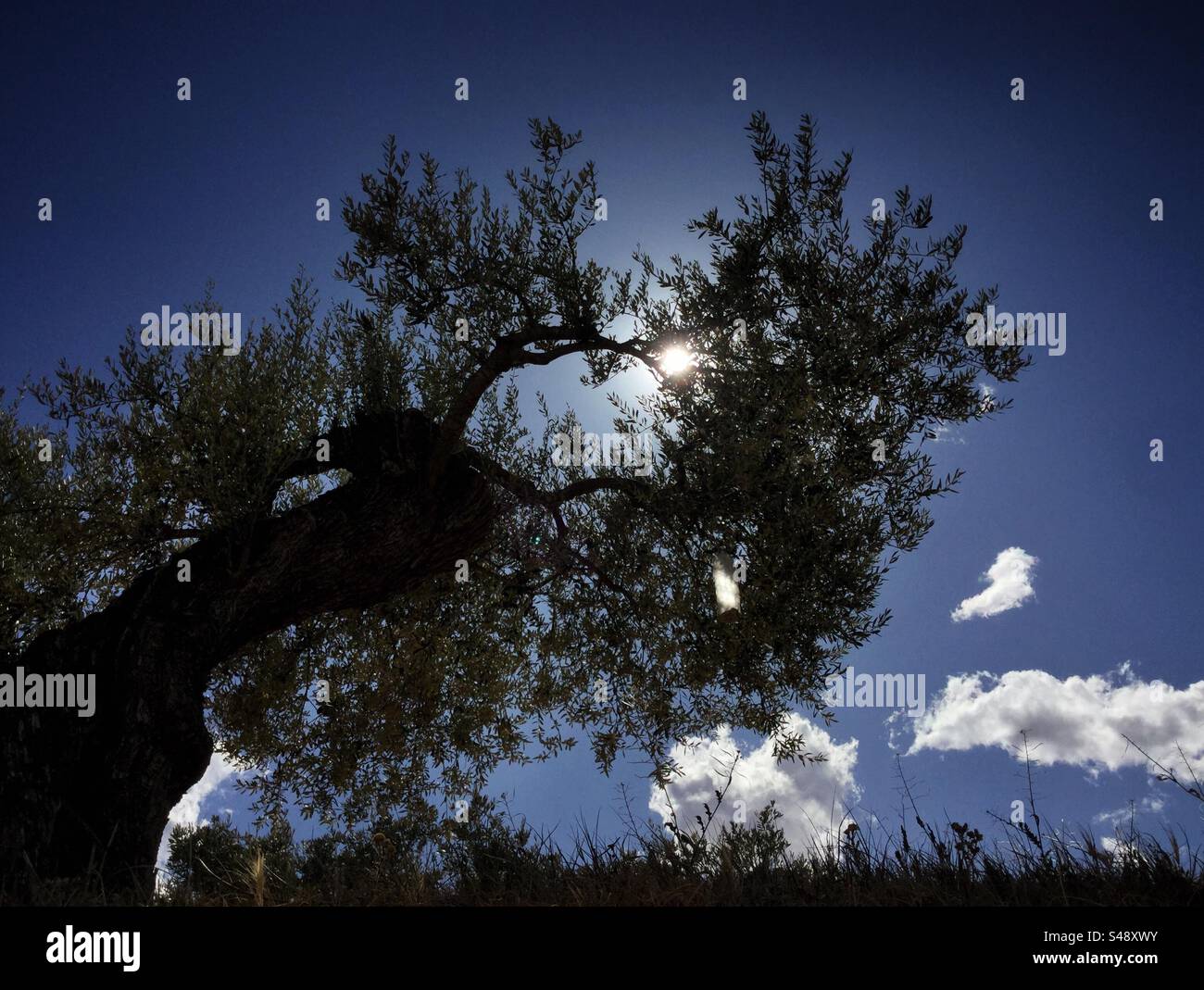 Olivo contro il Sole, Catalogna, Spagna. Foto Stock
