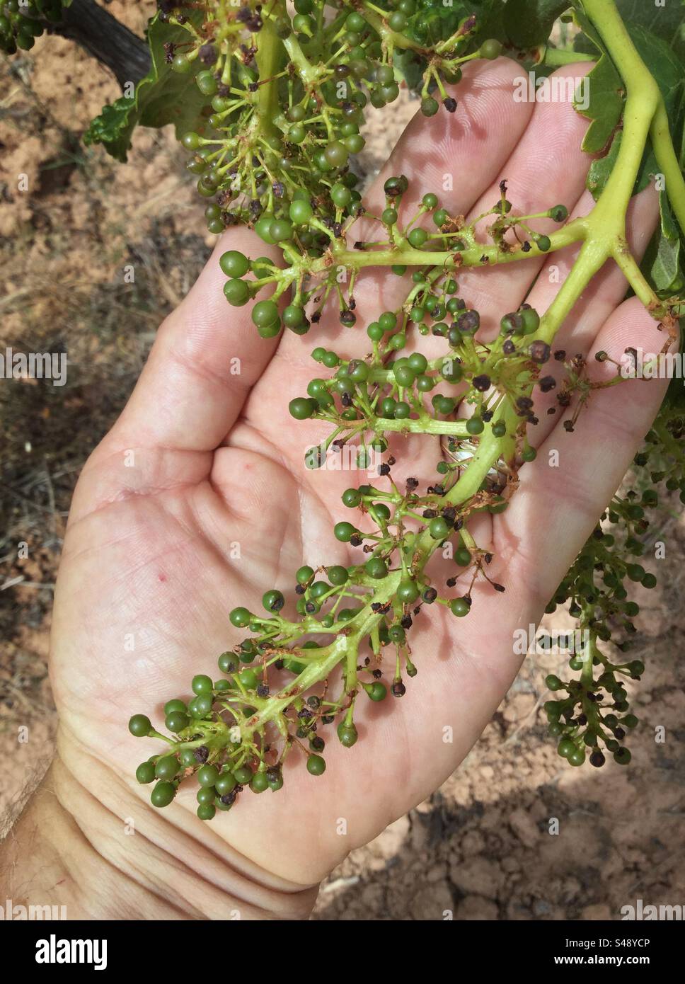 Damsge di insetti Clytra su grappoli di uva nel vigneto, Catalogna, Spagna. Foto Stock