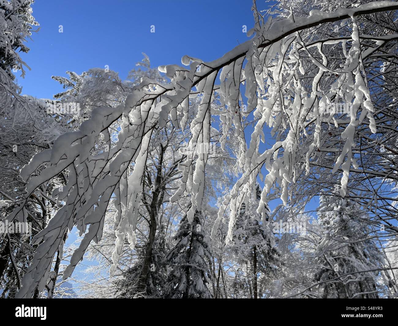 Ramo dell'albero piegato da neve pesante Foto Stock