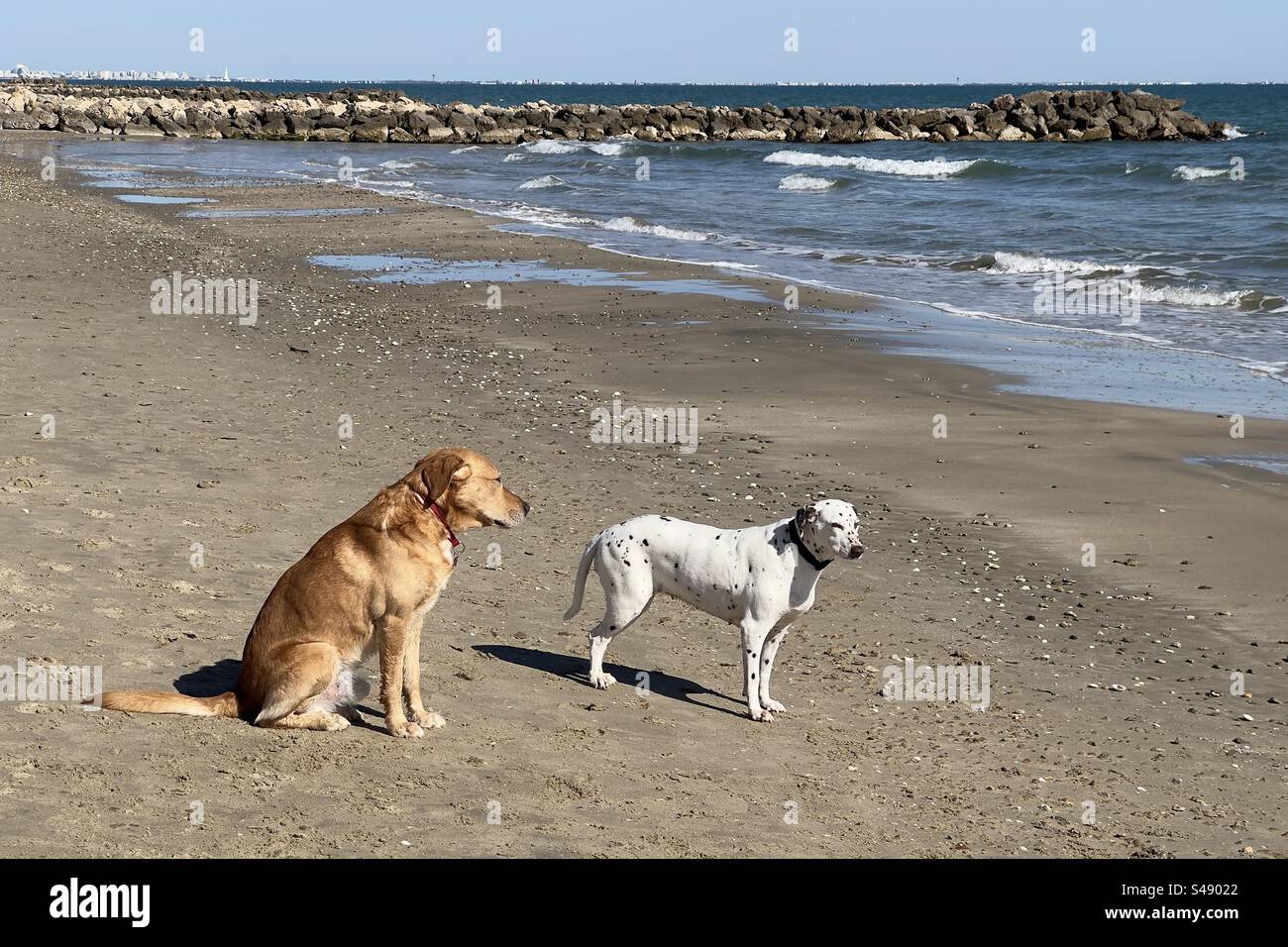 Un Golden retriever e un cane dalmata in piedi sulla spiaggia insieme a Palavas, Occitanie, Francia - Immagine stock catturata con smartphone