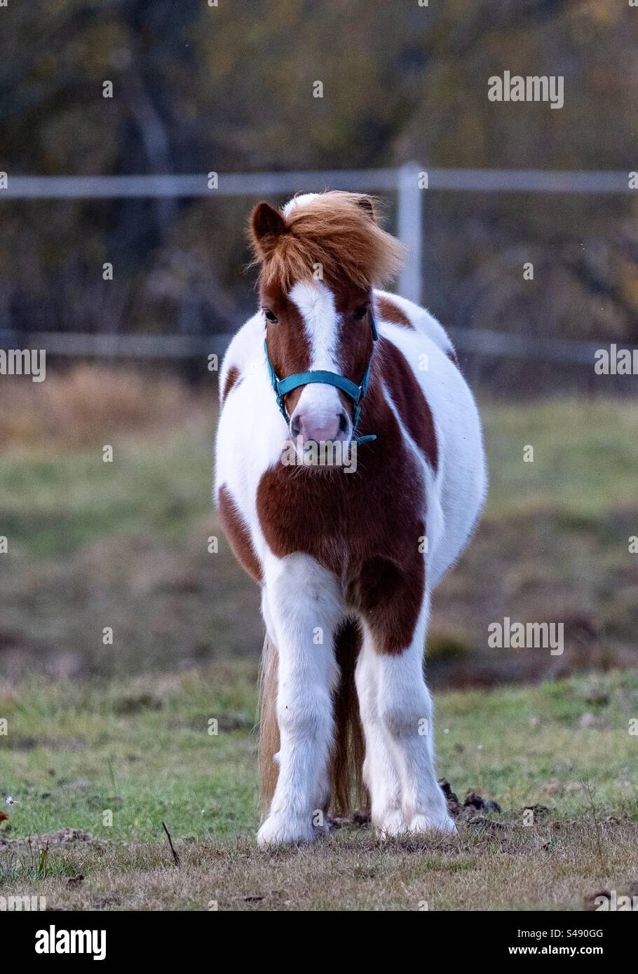 foal guarda la telecamera Foto Stock