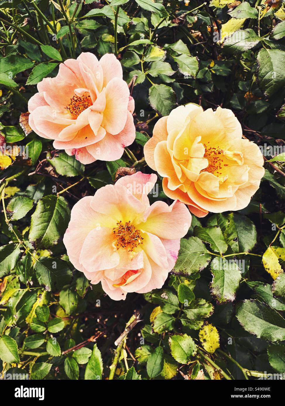 Bellissime rose a Boonton, New Jersey, USA durante l'estate - Immagine stock catturata con smartphone