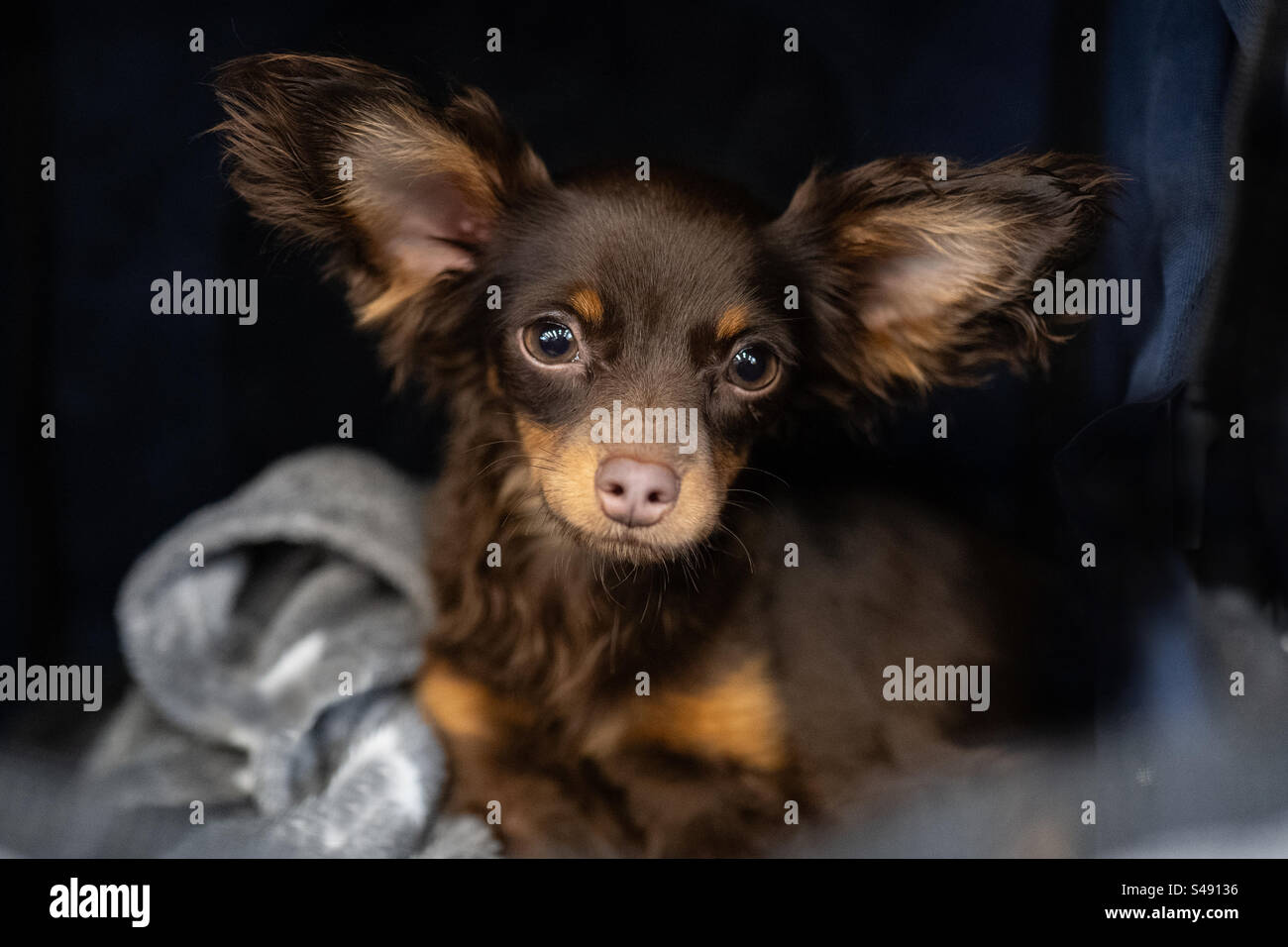 Toy dog russo - Immagine stock catturata con smartphone