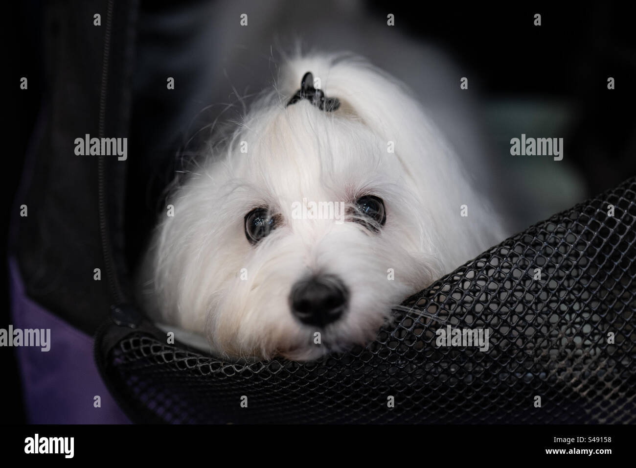 Ritratto di cane maltese - Immagine stock catturata con smartphone