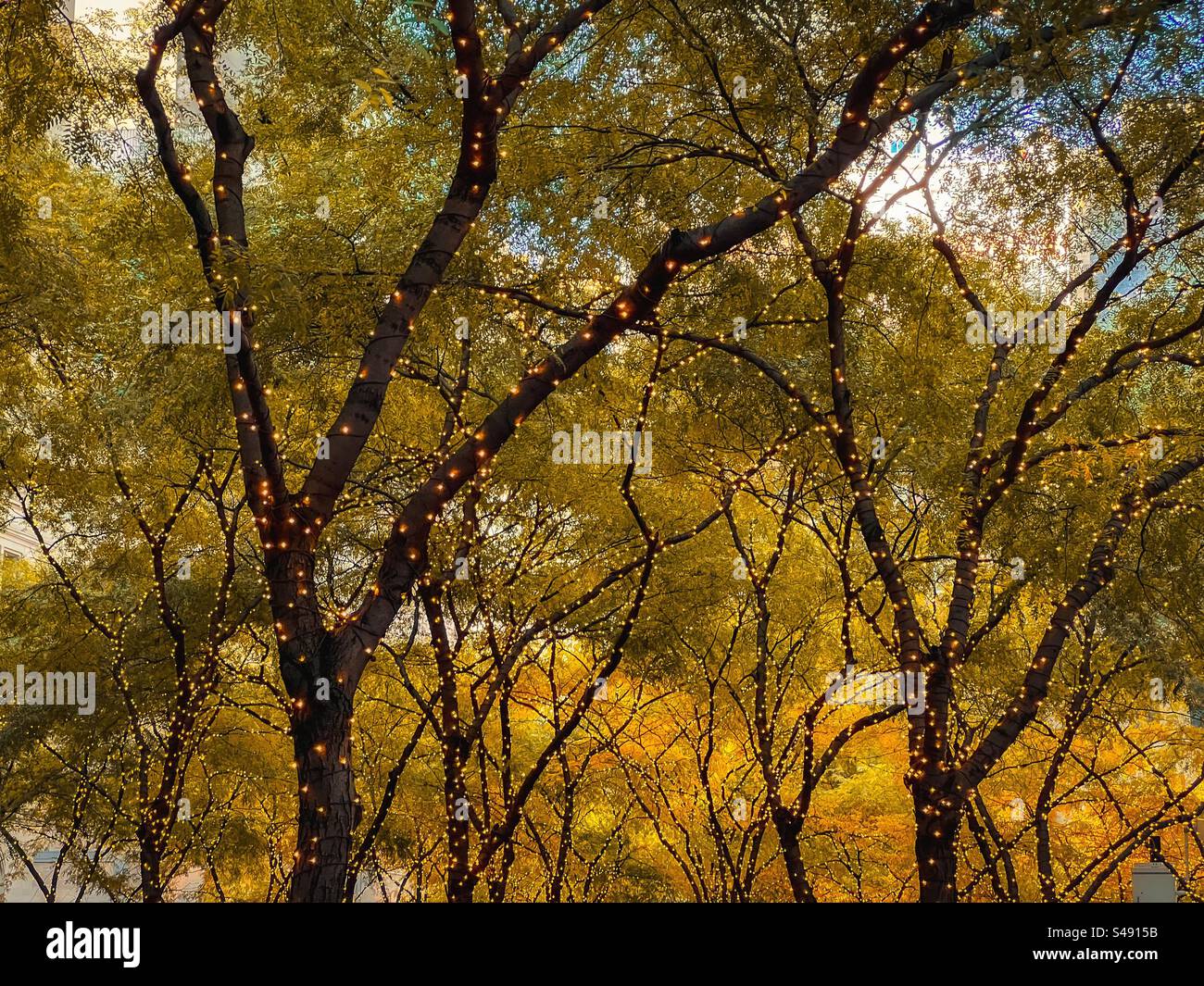 Le luci delle fate si illuminano e avvolgono tronchi e rami di alberi rotondi con colori autunnali nelle foglie Foto Stock