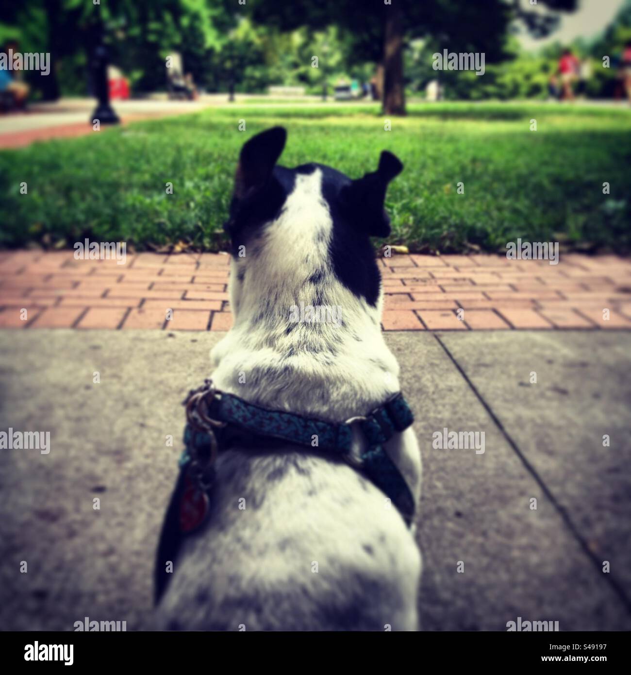 Prospettiva di un cane - sognare ad occhi aperti nel Parco Foto Stock