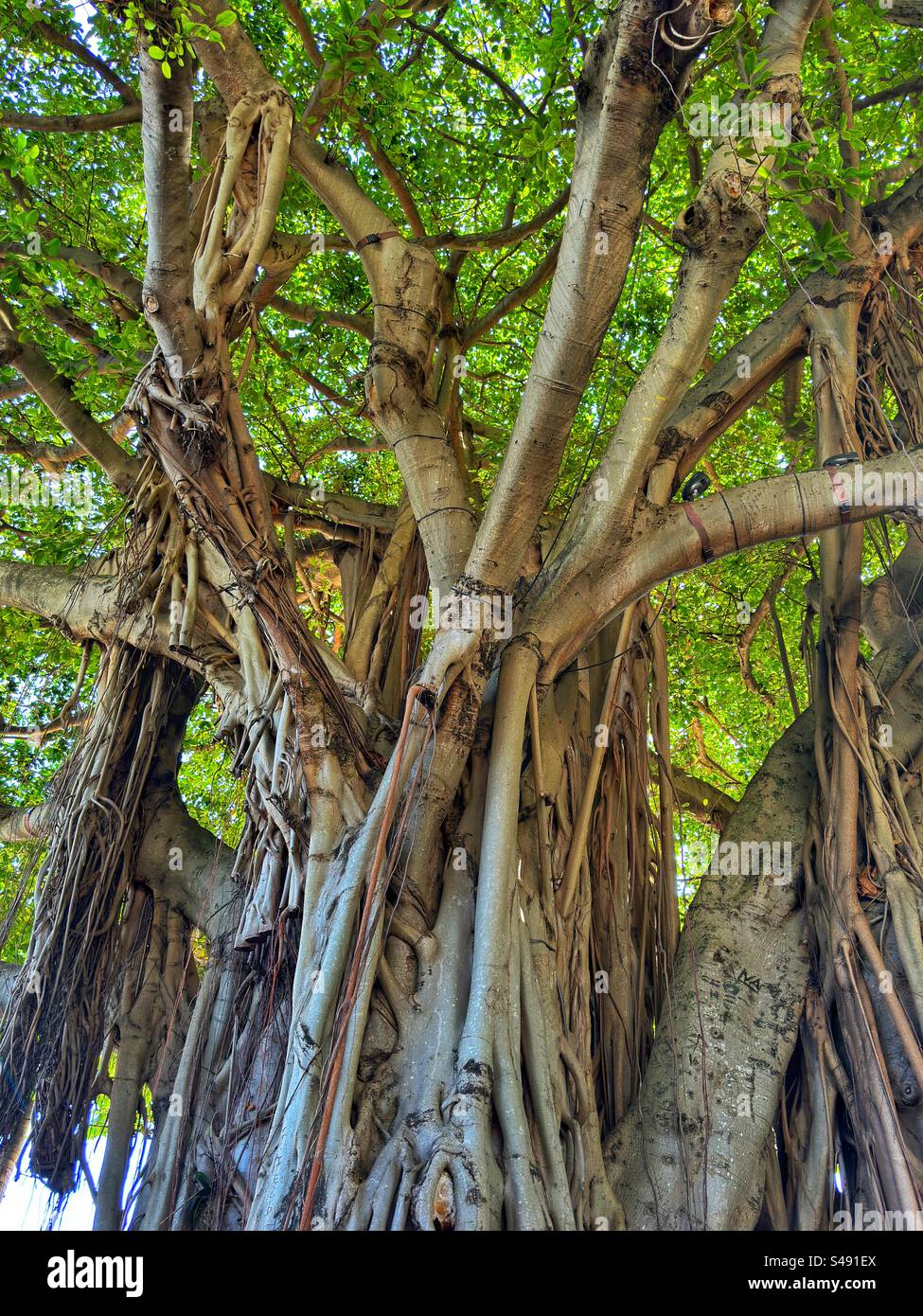 Vista ravvicinata di un albero di fichi Banyan maturo Foto Stock
