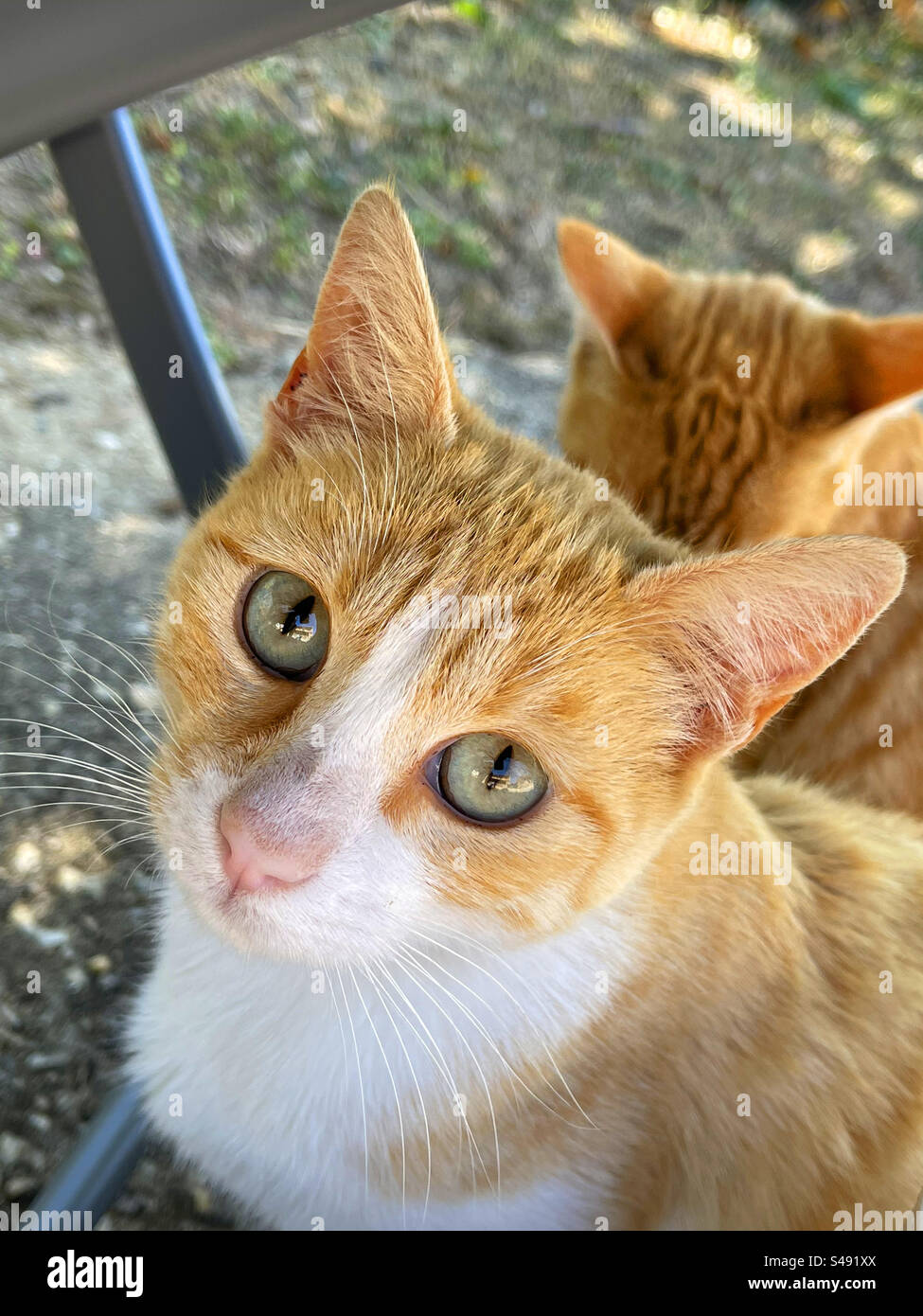 Tabby e white cat. Chiudere la vista. Foto Stock