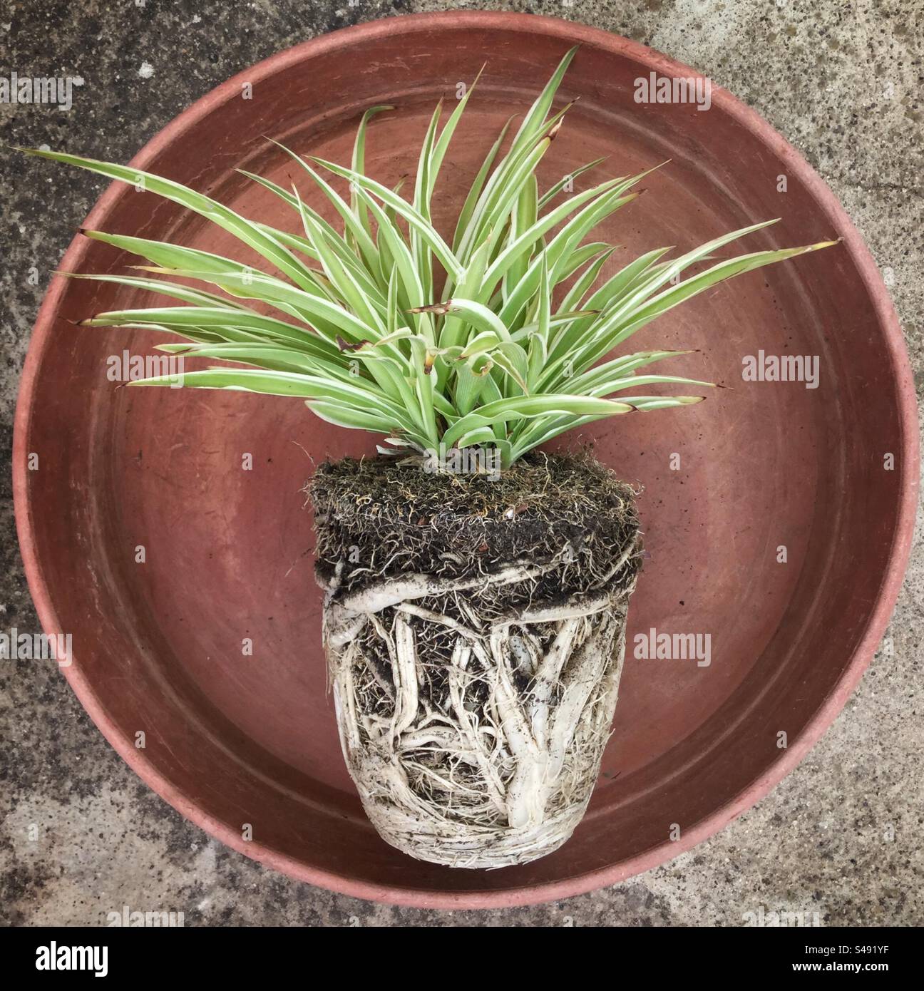 Pianta di Pot Bound Spider, Catalogna, Spagna. Foto Stock