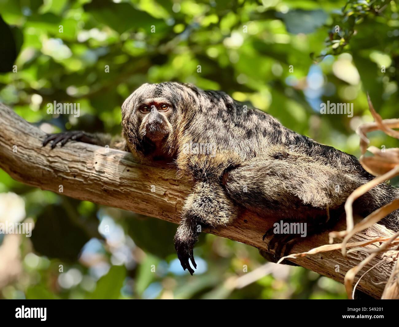 Simpatico bradipo appeso agli alberi tropicali Foto Stock