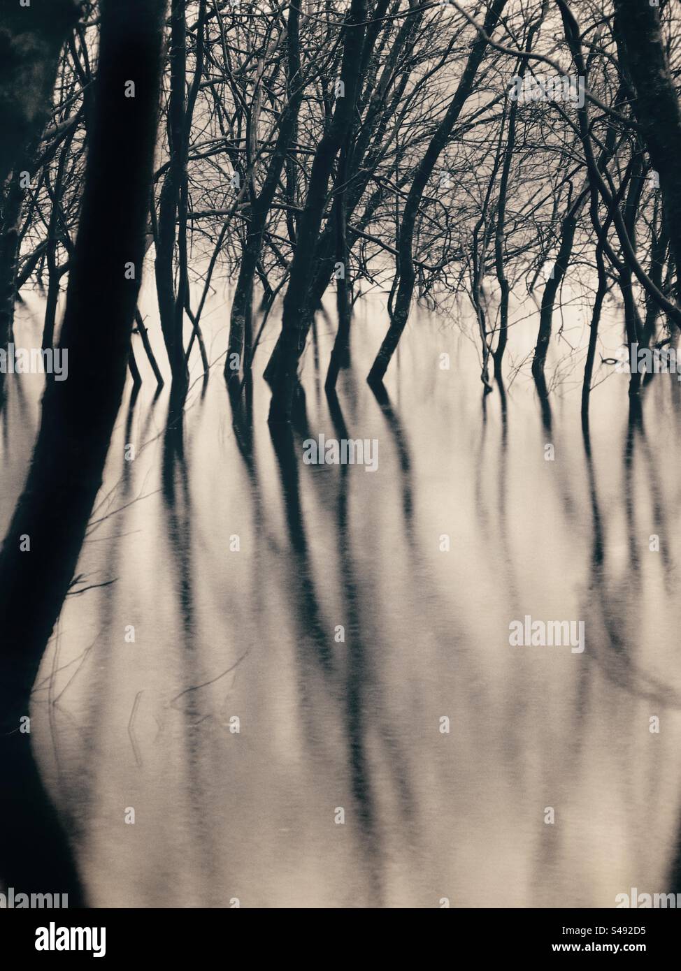 Alberi semi sommersi nel bacino idrico di Rivington vicino a Chorley nel Lancashire. L'esposizione lunga mostra il movimento negli alberi riflessi Foto Stock