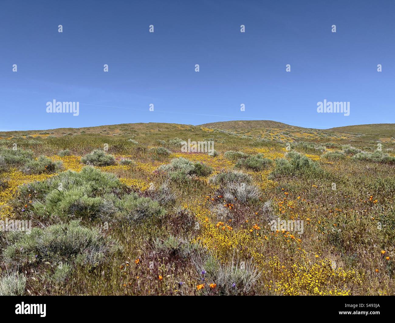 Collina ricoperta di fiori selvatici gialli e arancioni durante una fioritura primaverile nel sud della California Foto Stock