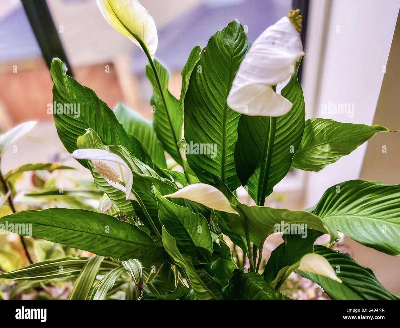 Cinque fiori di giglio pace/Spathiphyllum wallisii su giglio pace piante domestiche al chiuso contro la finestra. Foto Stock