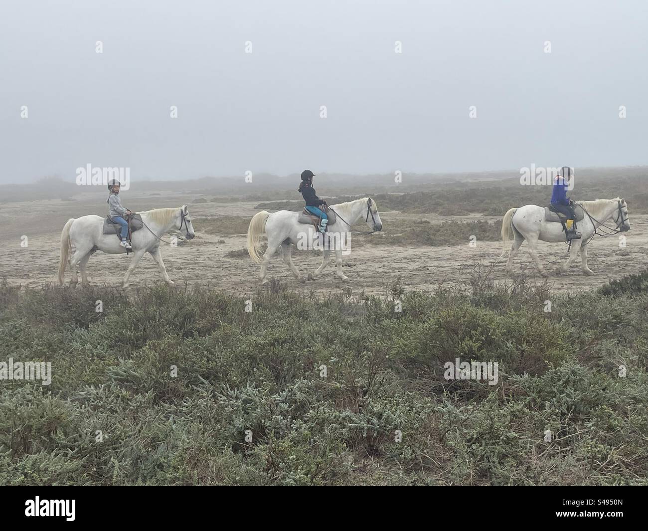 Cavaliere con cavallo Camarque nella nebbia che attraversa il delta del Rhône, in Francia Foto Stock