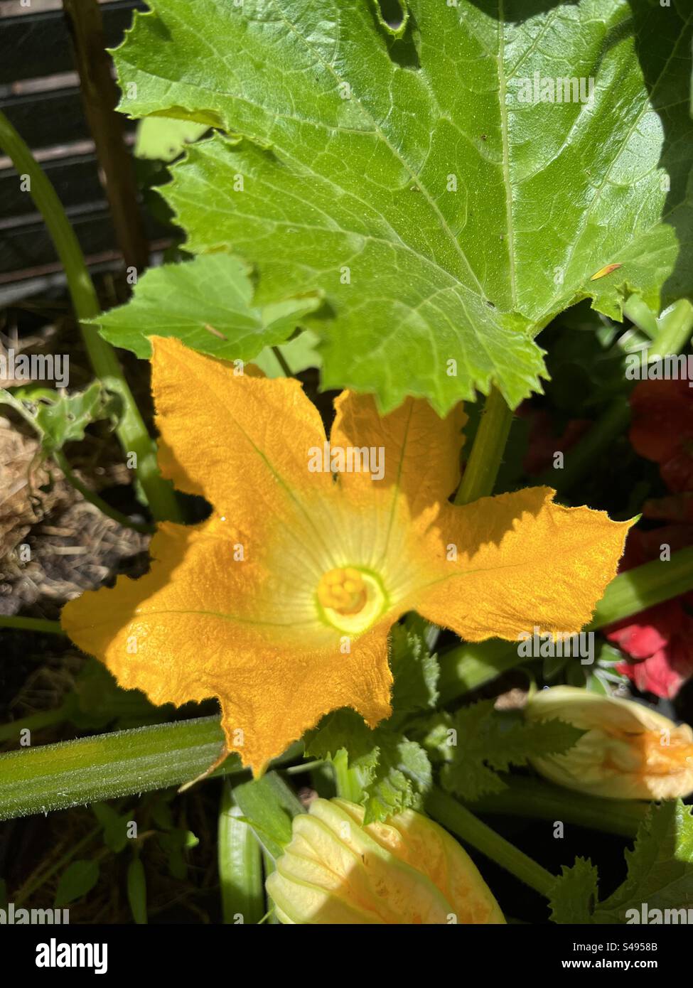 Zucchine zucchine fiore giallo vegetale Foto Stock